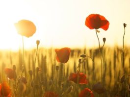 Pope to pray for victims of war and violence on All Souls Day