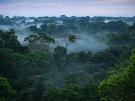 Cardinal Czerny: Earth Day demands urgent action